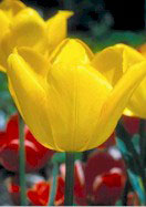 Ursa Minor tulip heirloom bulbs