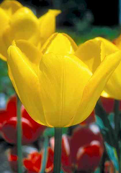 Ursa Minor tulip heirloom bulbs #1
