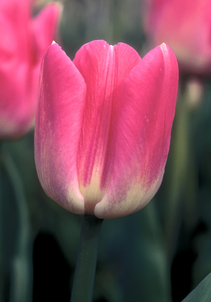 Preludium tulip heirloom bulbs #1
