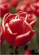 Roland tulip heirloom bulbs