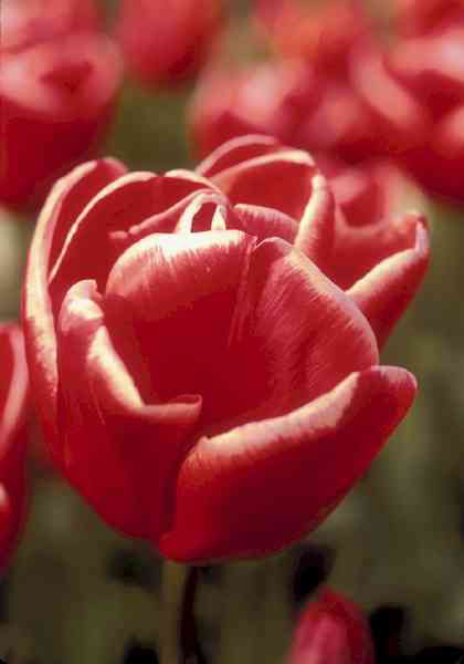Roland tulip heirloom bulbs #1