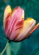 Beauty of Bath tulip heirloom bulbs