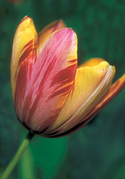 Beauty of Bath tulip heirloom bulbs #1