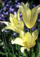 Elegans Alba tulip heirloom bulbs