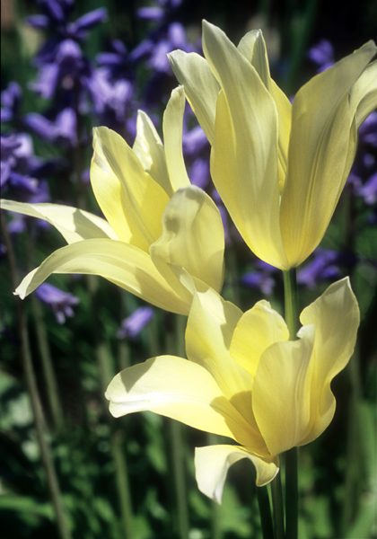 Elegans Alba tulip heirloom bulbs #1