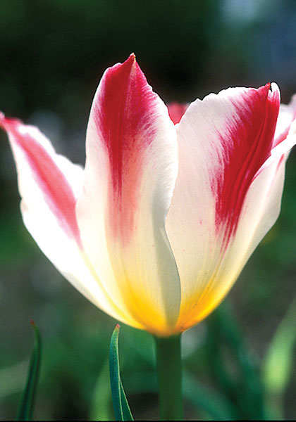 Wapen van Leiden tulip heirloom bulbs #1