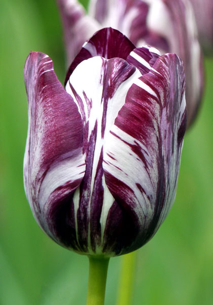 TULIPS