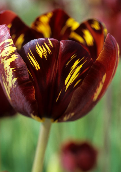 Absalon tulip heirloom bulbs #1