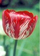 Juliet tulip heirloom bulbs