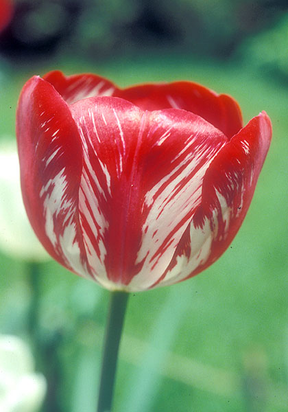 Juliet tulip heirloom bulbs #1