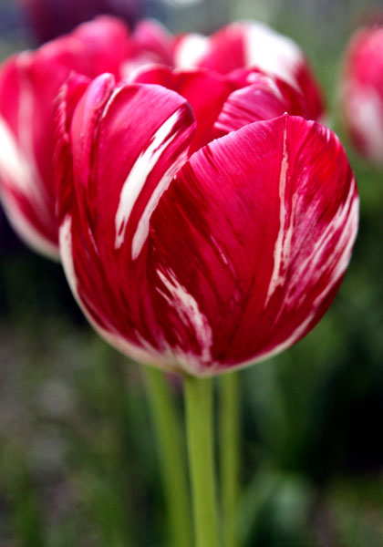 Mabel tulip heirloom bulbs #1