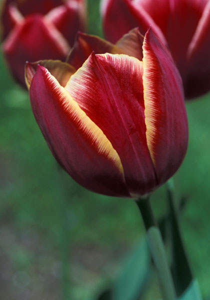 Papillon tulip heirloom bulbs #1