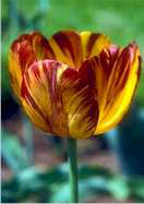 Sam Barlow tulip heirloom bulbs