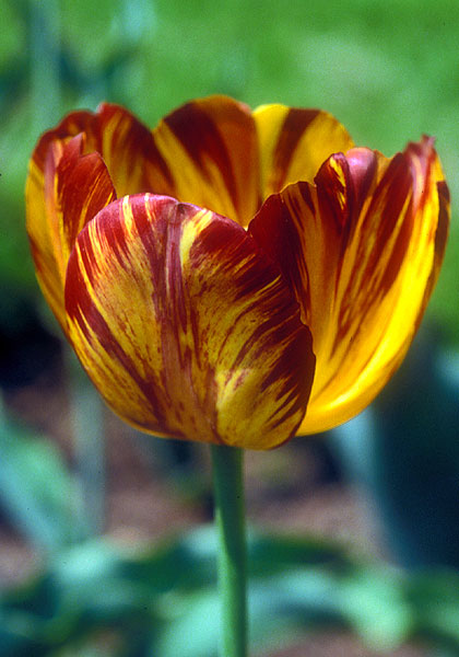 Sam Barlow tulip heirloom bulbs #1
