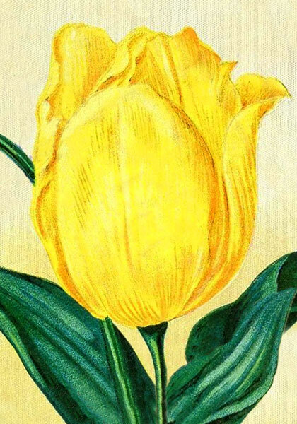 Chrysolora tulip heirloom bulbs #2