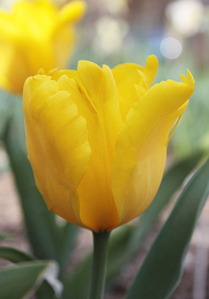 Chrysolora tulip heirloom bulbs #1