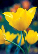 Mrs. Keightley tulip heirloom bulbs