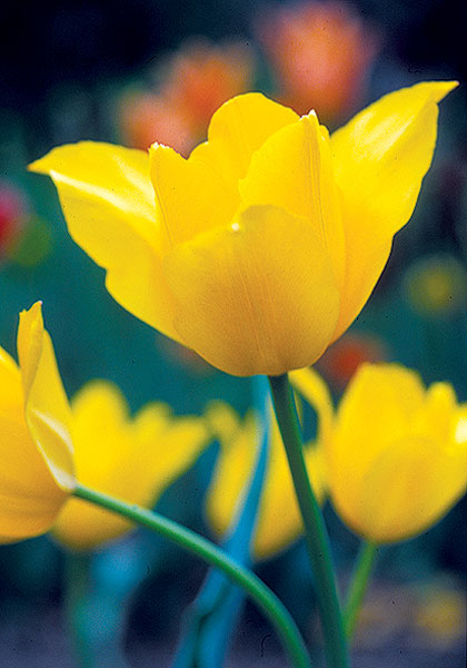 Mrs. Keightley tulip heirloom bulbs #1