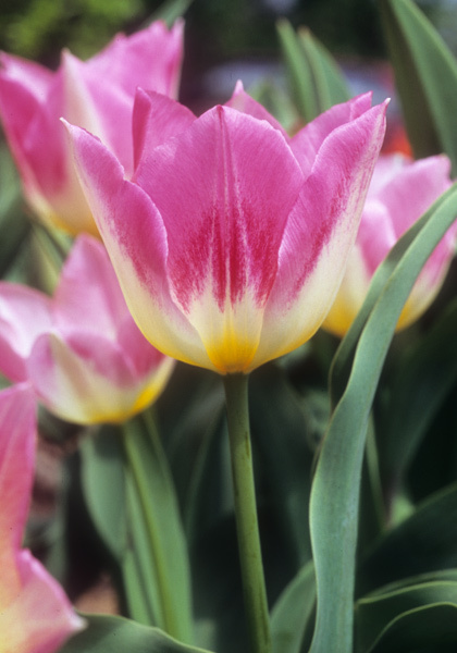 Cottage Maid tulip heirloom bulbs #2
