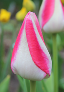 Cottage Maid tulip heirloom bulbs