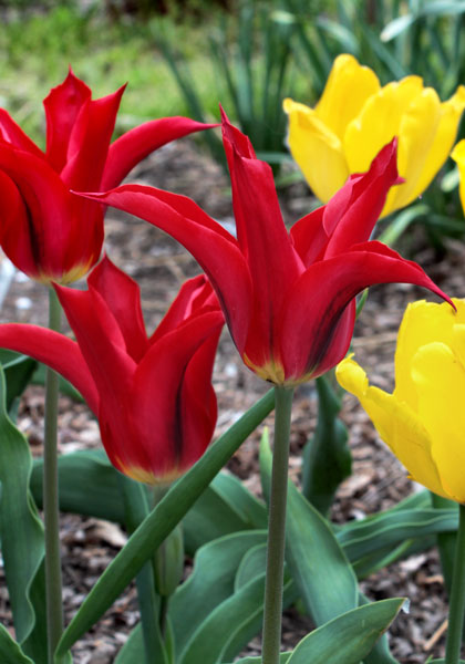 Elegans Rubra tulip heirloom bulbs #1