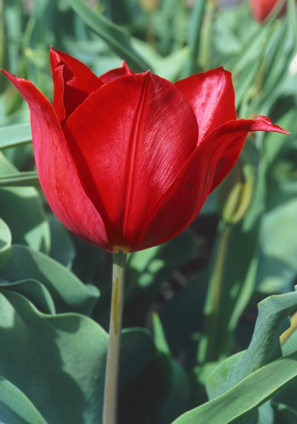 Vuurvlam tulip heirloom bulbs #1