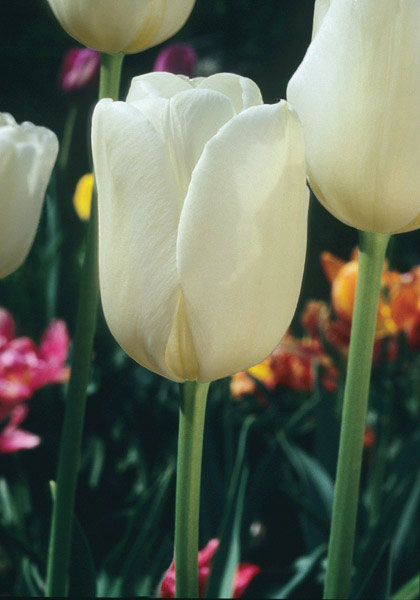 Alabaster tulip heirloom bulbs #1