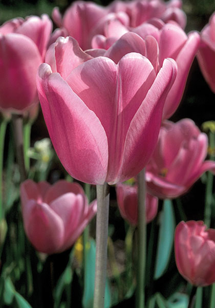 Aristocrat tulip heirloom bulbs #1
