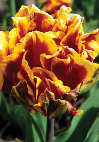 Gloria Solis tulip heirloom bulbs #1