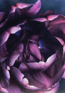 Blue Flag tulip heirloom bulbs