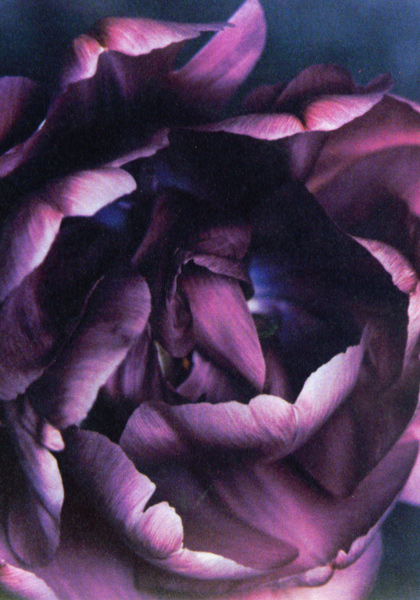 Blue Flag tulip heirloom bulbs #1