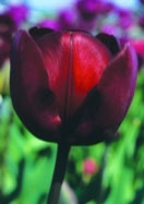 General Ney tulip heirloom bulbs