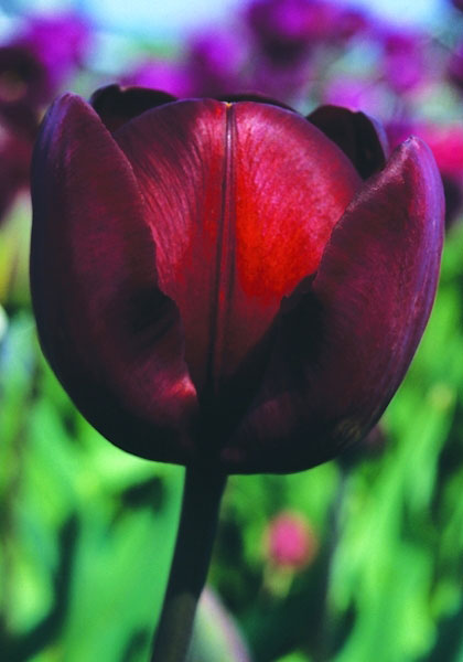General Ney tulip heirloom bulbs #1