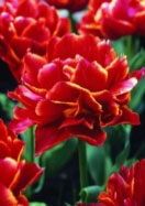 Kroeskop tulip heirloom bulbs