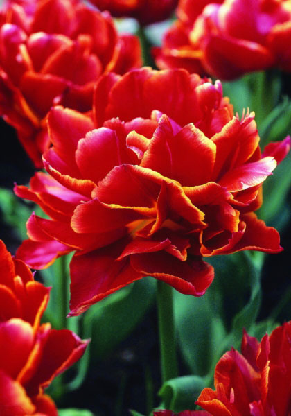 Kroeskop tulip heirloom bulbs #1
