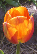 Konigin Wilhelmina tulip heirloom bulbs