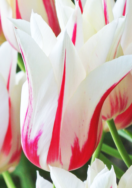 Marilyn tulip heirloom bulbs #1