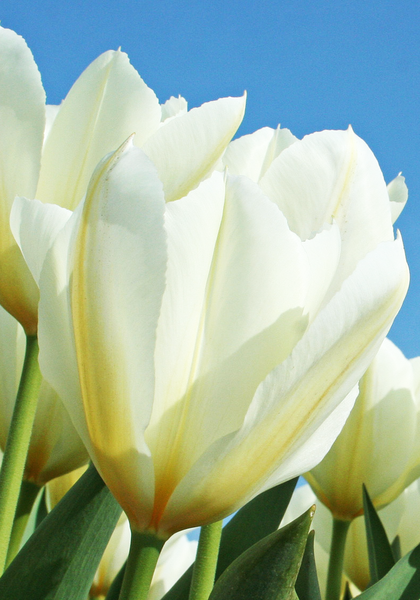 Purissima tulip heirloom bulbs #2