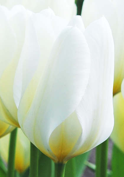 Purissima tulip heirloom bulbs #1