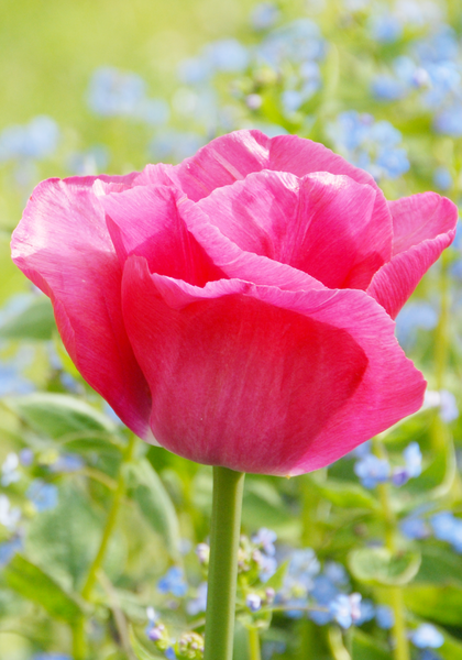 Carola tulip heirloom bulbs #2