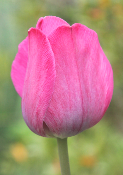 Don Quichotte tulip heirloom bulbs #2