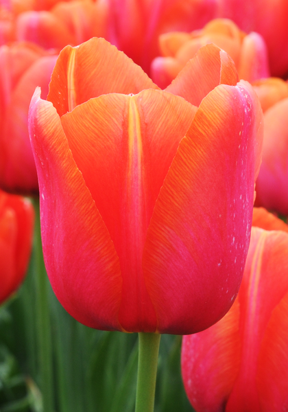 Avignon tulip heirloom bulbs #1