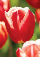 Leen Van der Mark tulip heirloom bulbs