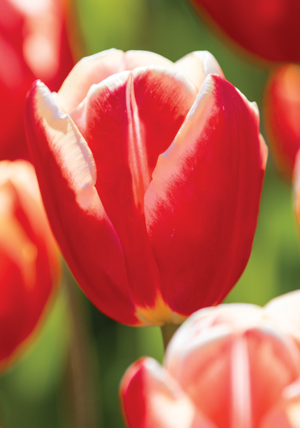 Leen Van der Mark tulip heirloom bulbs #1