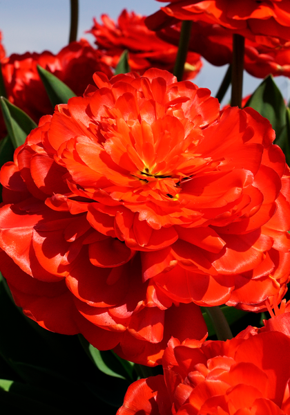 Miranda tulip heirloom bulbs #2
