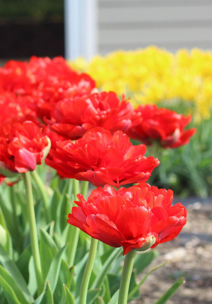 Miranda tulip heirloom bulbs #3
