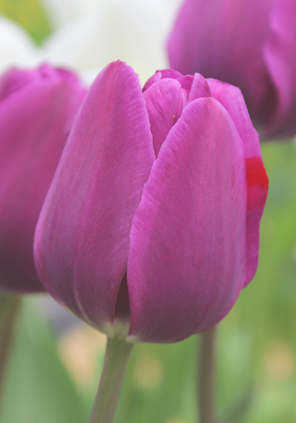 Negrita tulip heirloom bulbs #2
