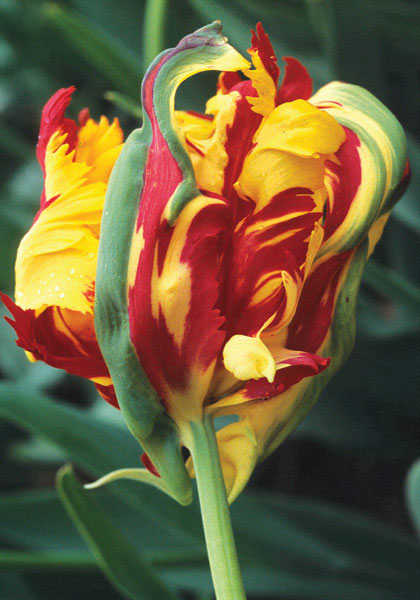 Perfecta tulip heirloom bulbs #1