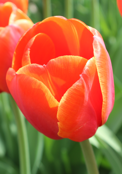 Ad Rem tulip heirloom bulbs #2