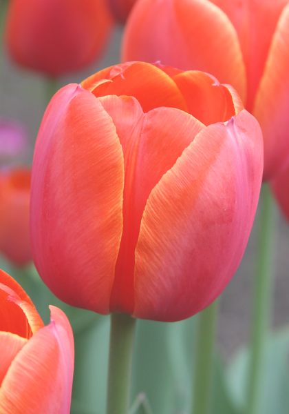 Ad Rem tulip heirloom bulbs #4